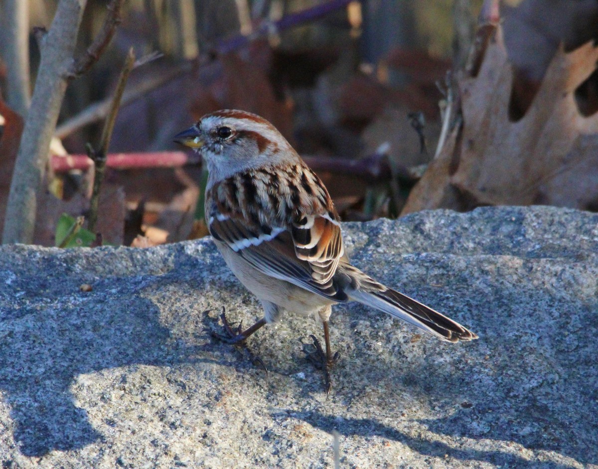 bjørkespurv - ML645521280