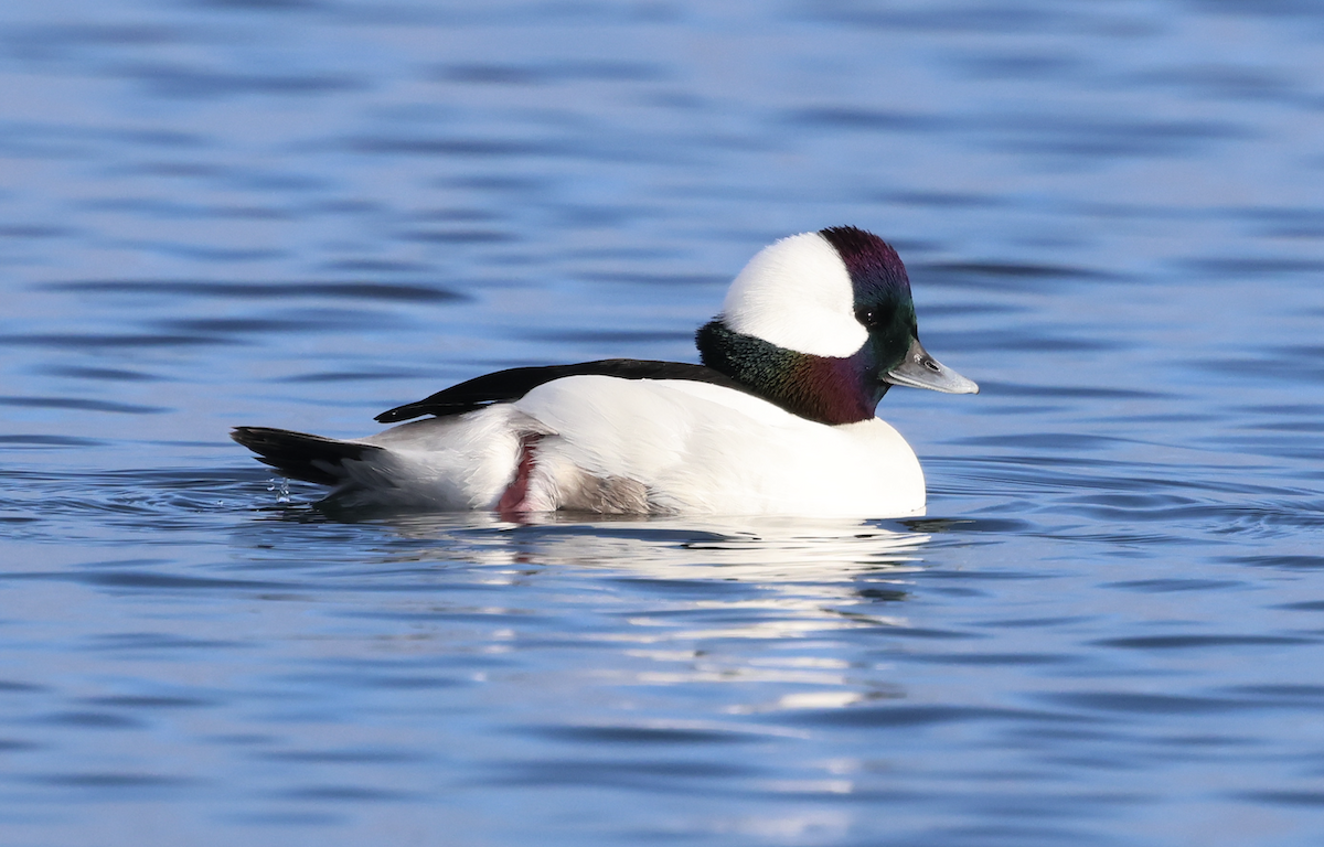 Petit Garrot - ML645521282