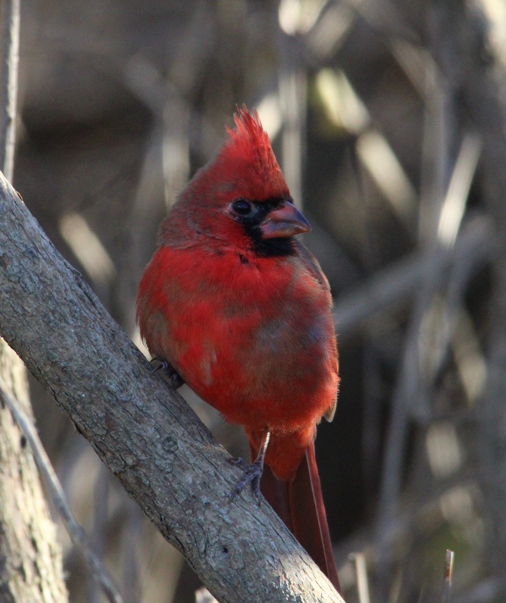 Cardinal rouge - ML645521287