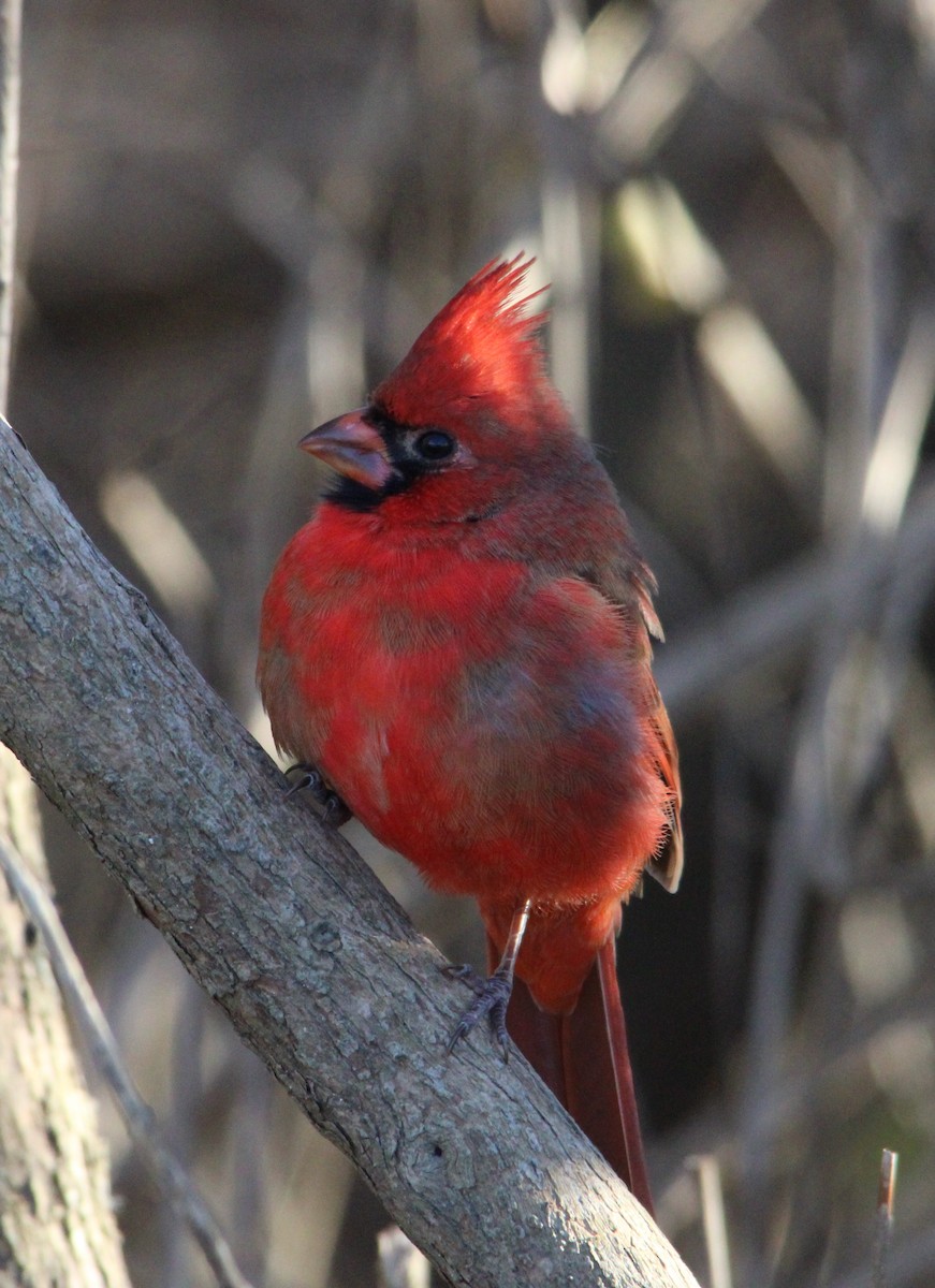 Cardinal rouge - ML645521288