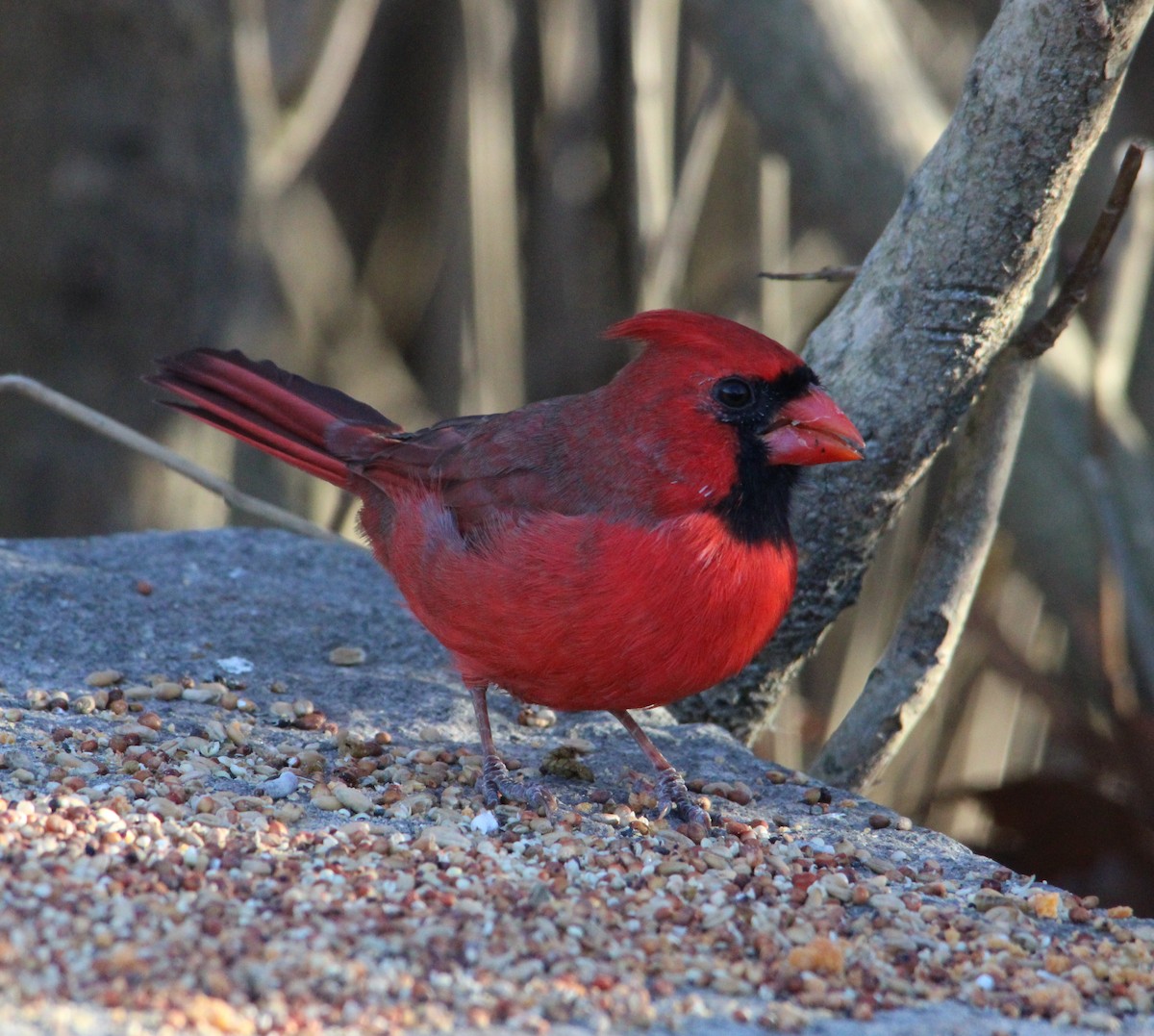 Cardinal rouge - ML645521289