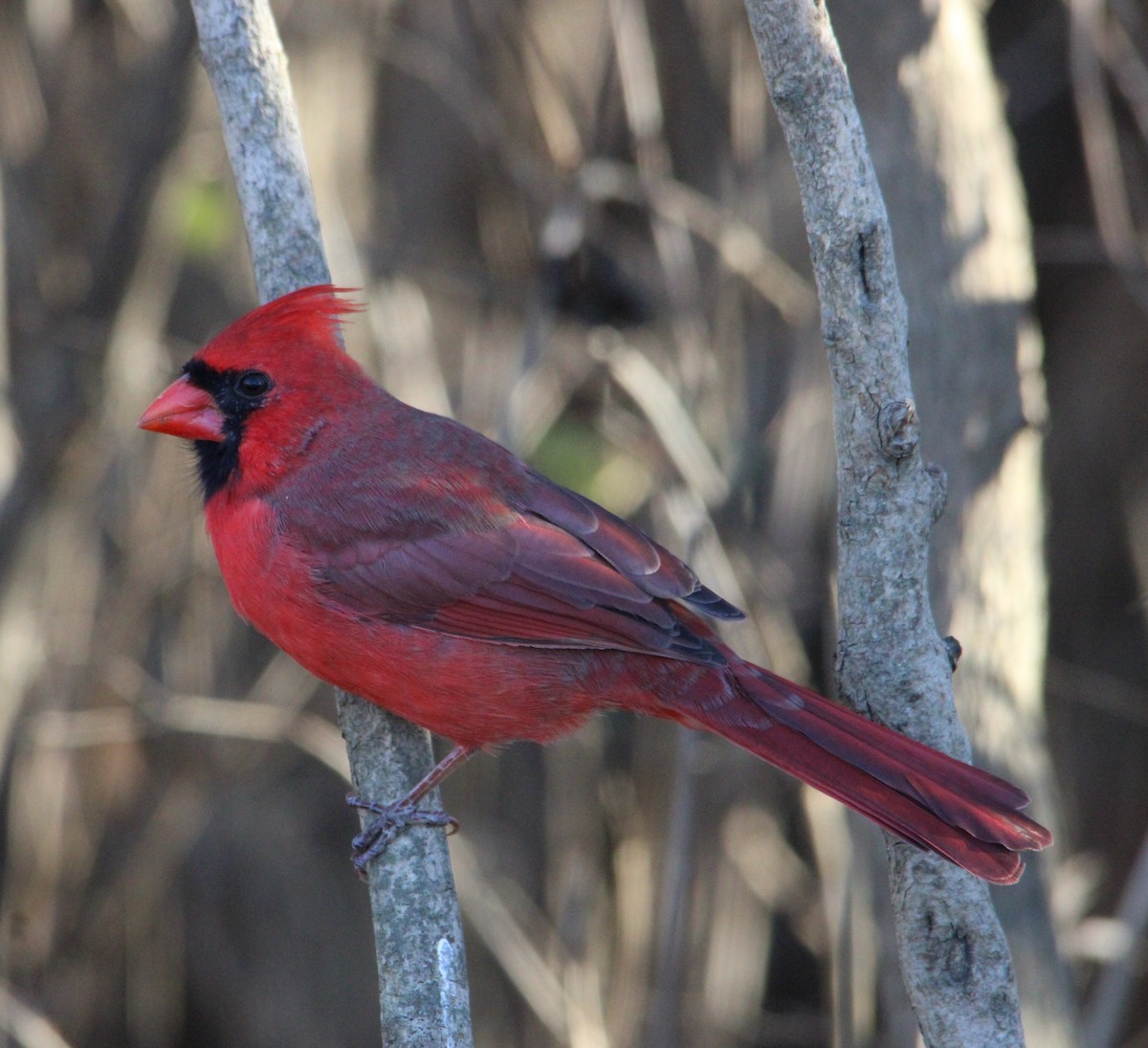 Cardinal rouge - ML645521290