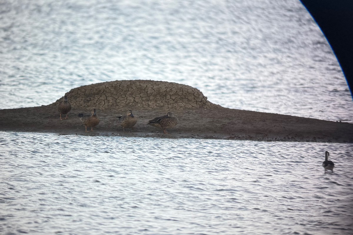 Sarcelle à ailes bleues - ML645521291