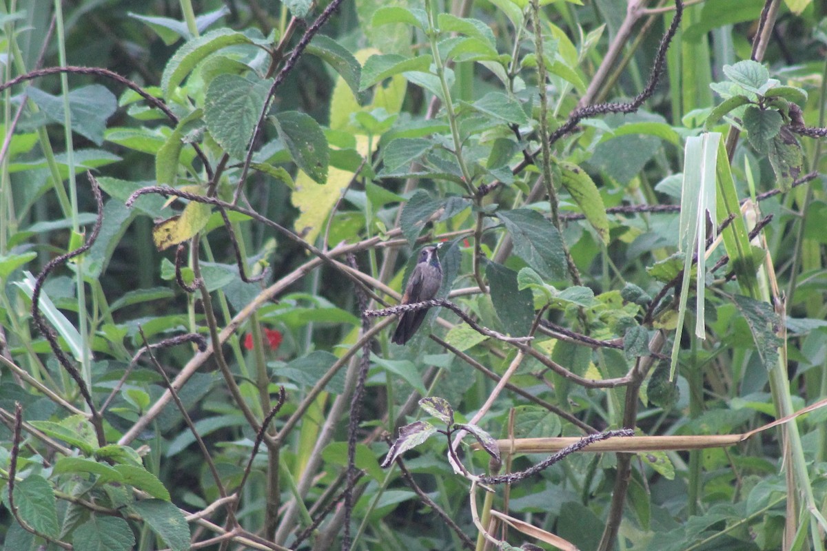 Colibri de Delphine - ML645521292