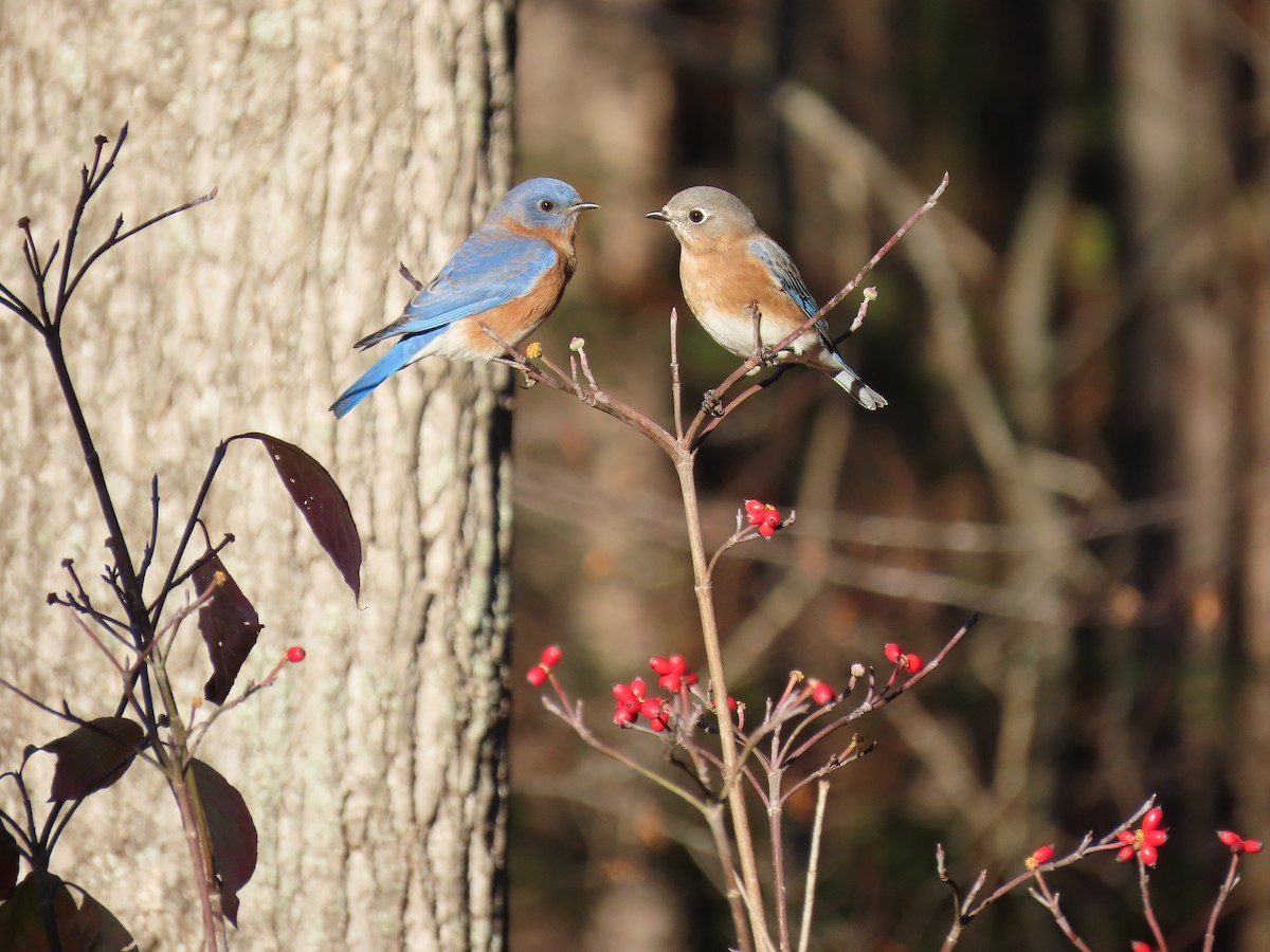 Merlebleu de l'Est - ML645521293