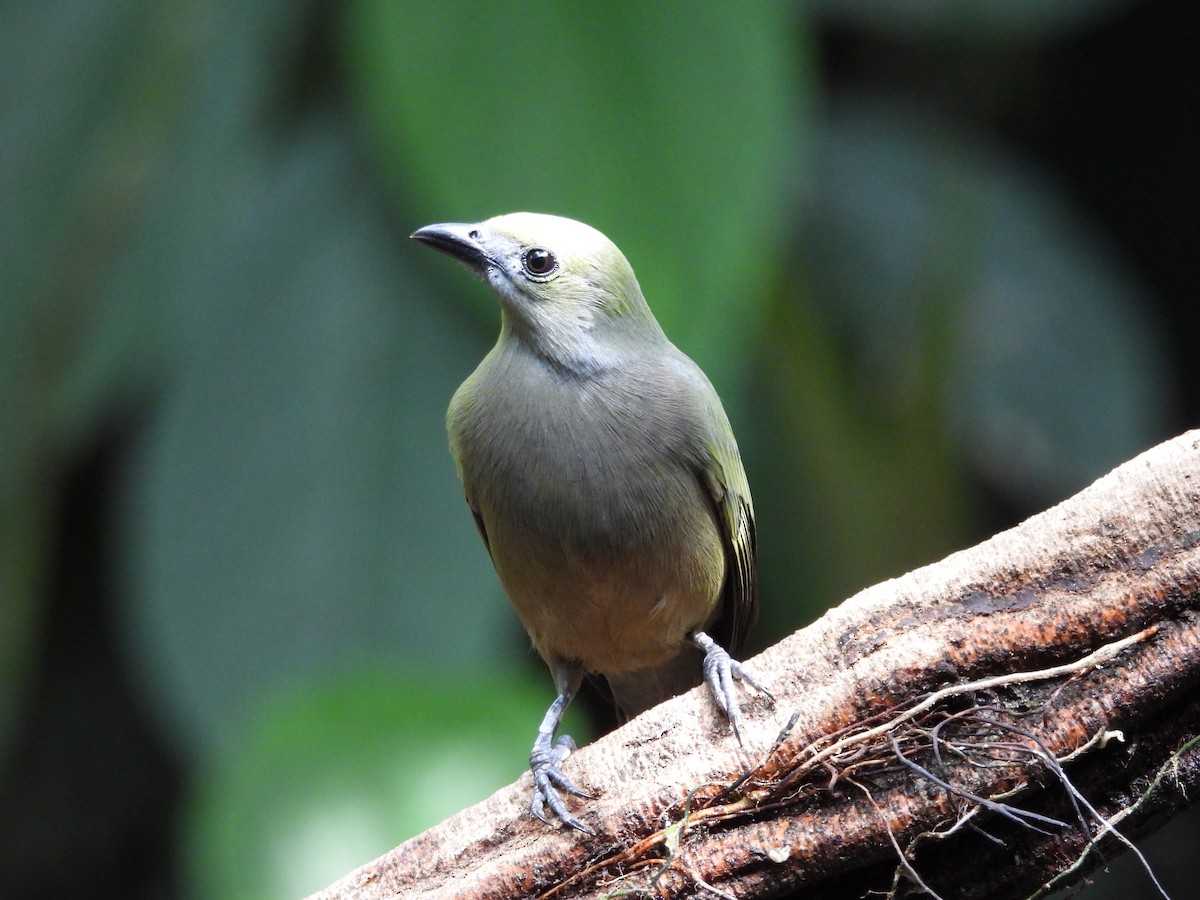 Tangara des palmiers - ML645521295