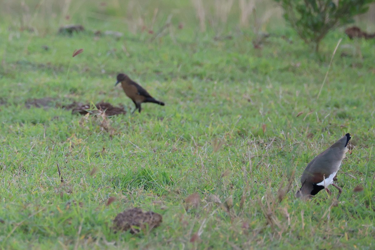 Vanneau téro - ML645521296