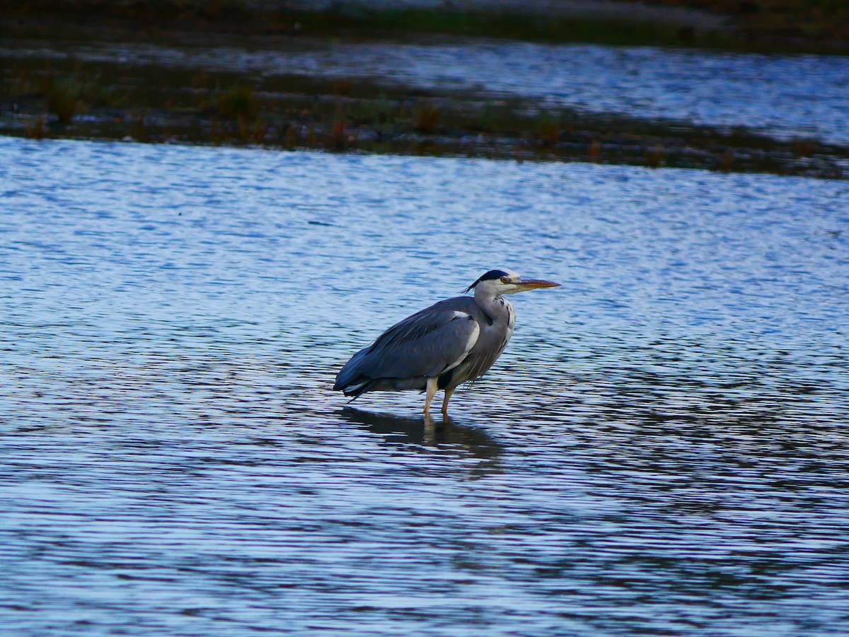 Héron cendré - ML645521299