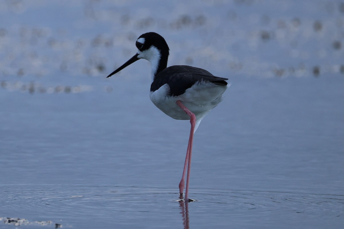 Échasse d'Amérique - ML645521300