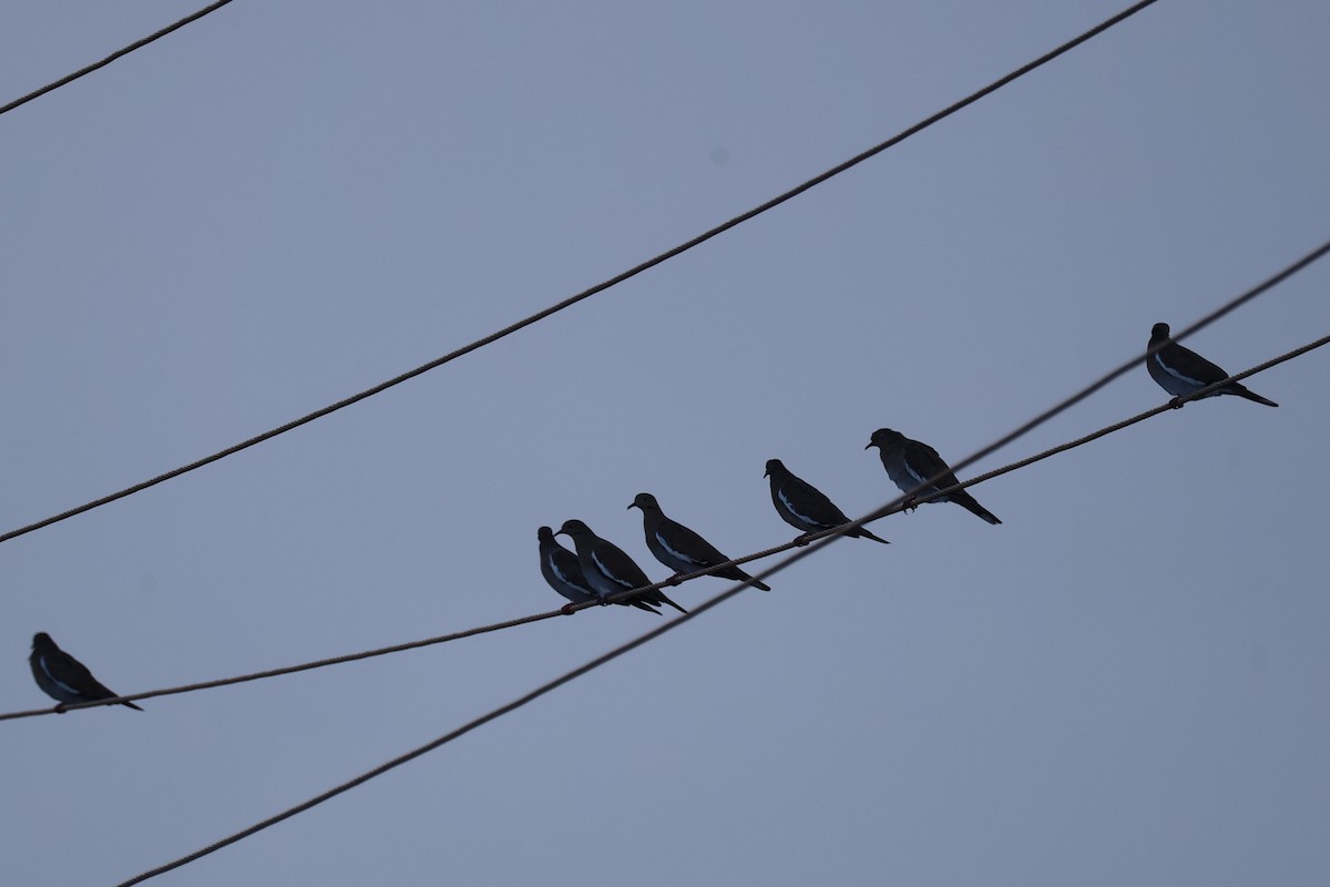 Tourterelle à ailes blanches - ML645521301