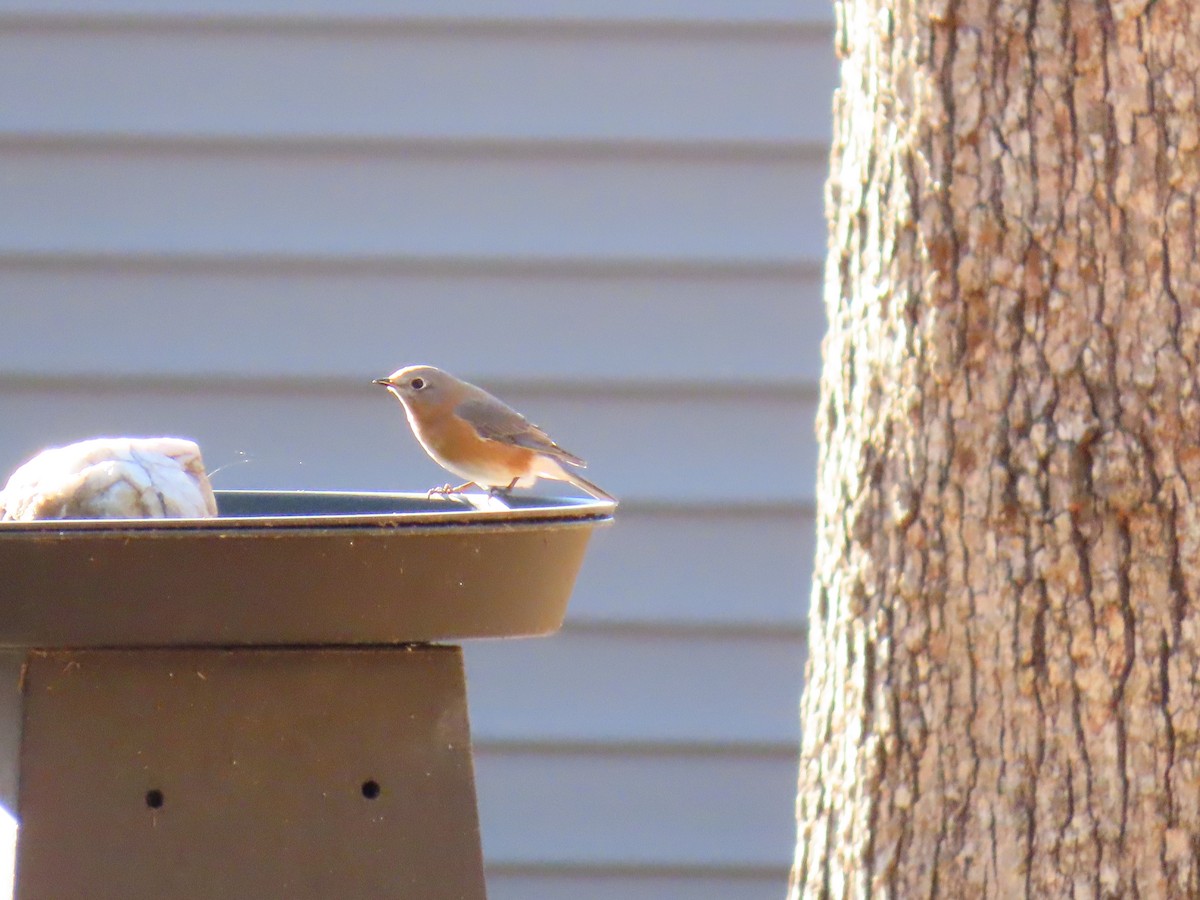 Merlebleu de l'Est - ML645521302