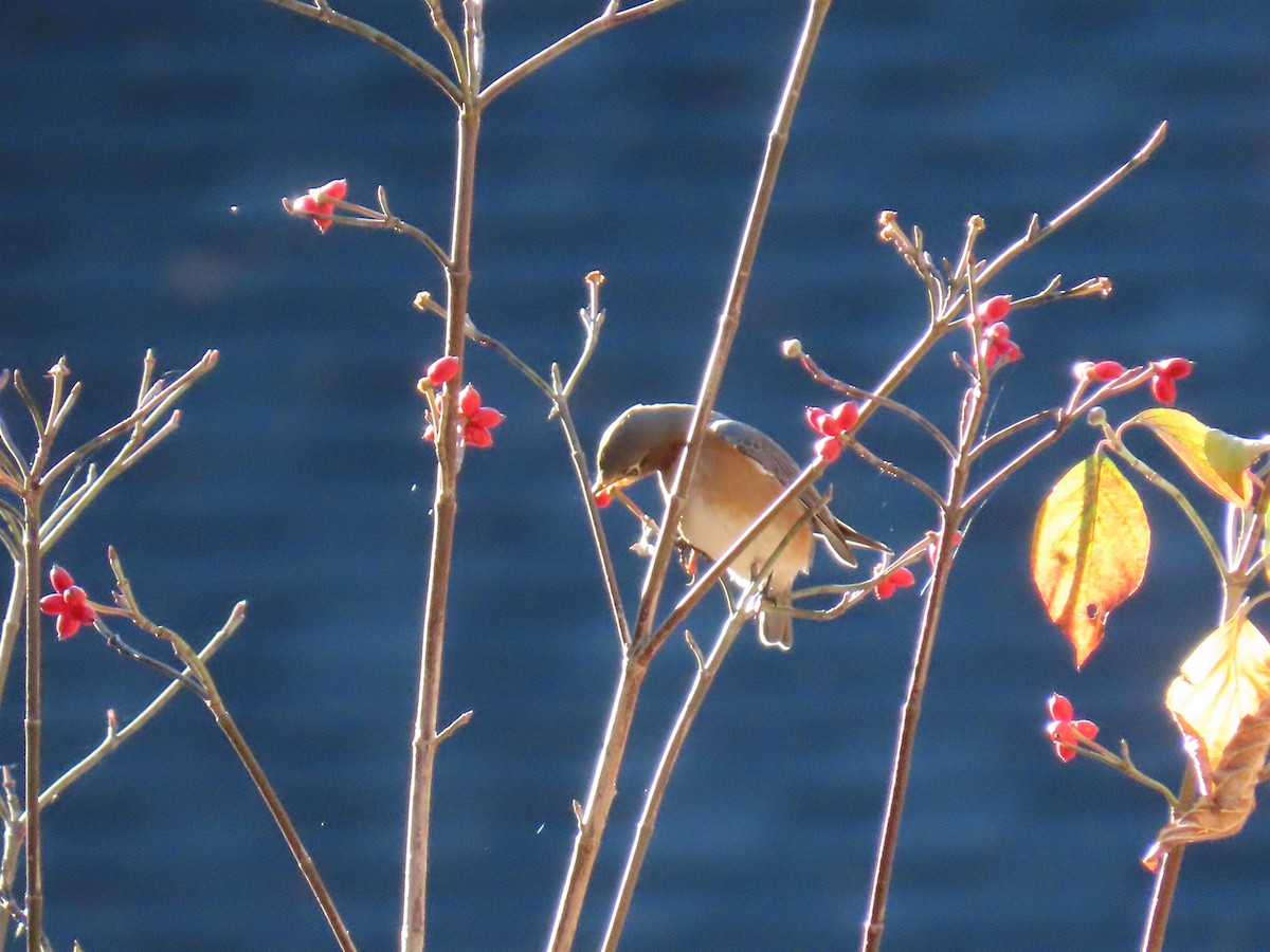 Merlebleu de l'Est - ML645521303