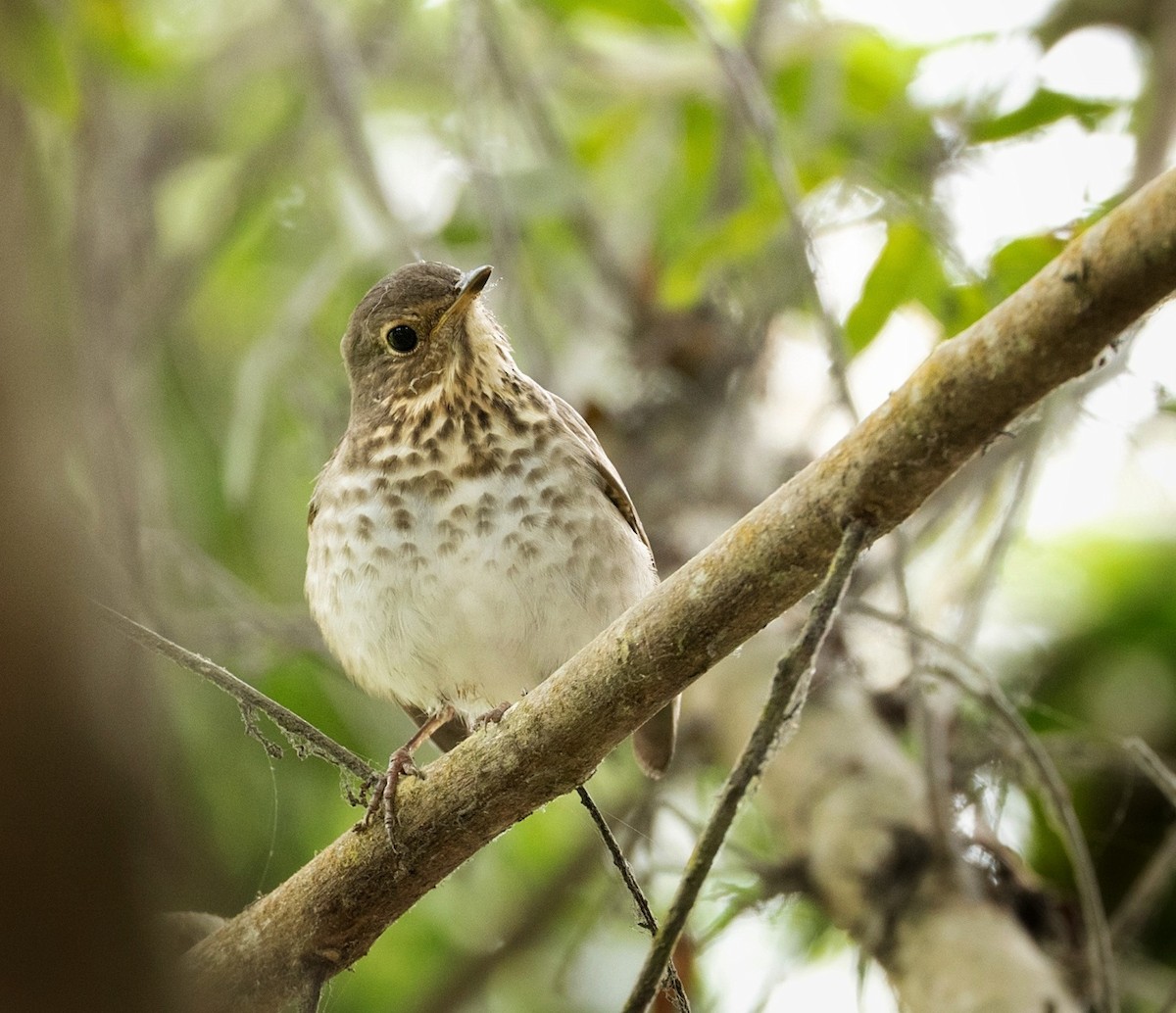 Grive à dos olive - ML645521304