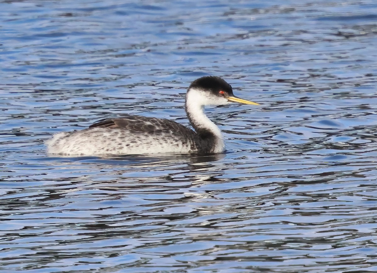 Grèbe élégant - ML645521305