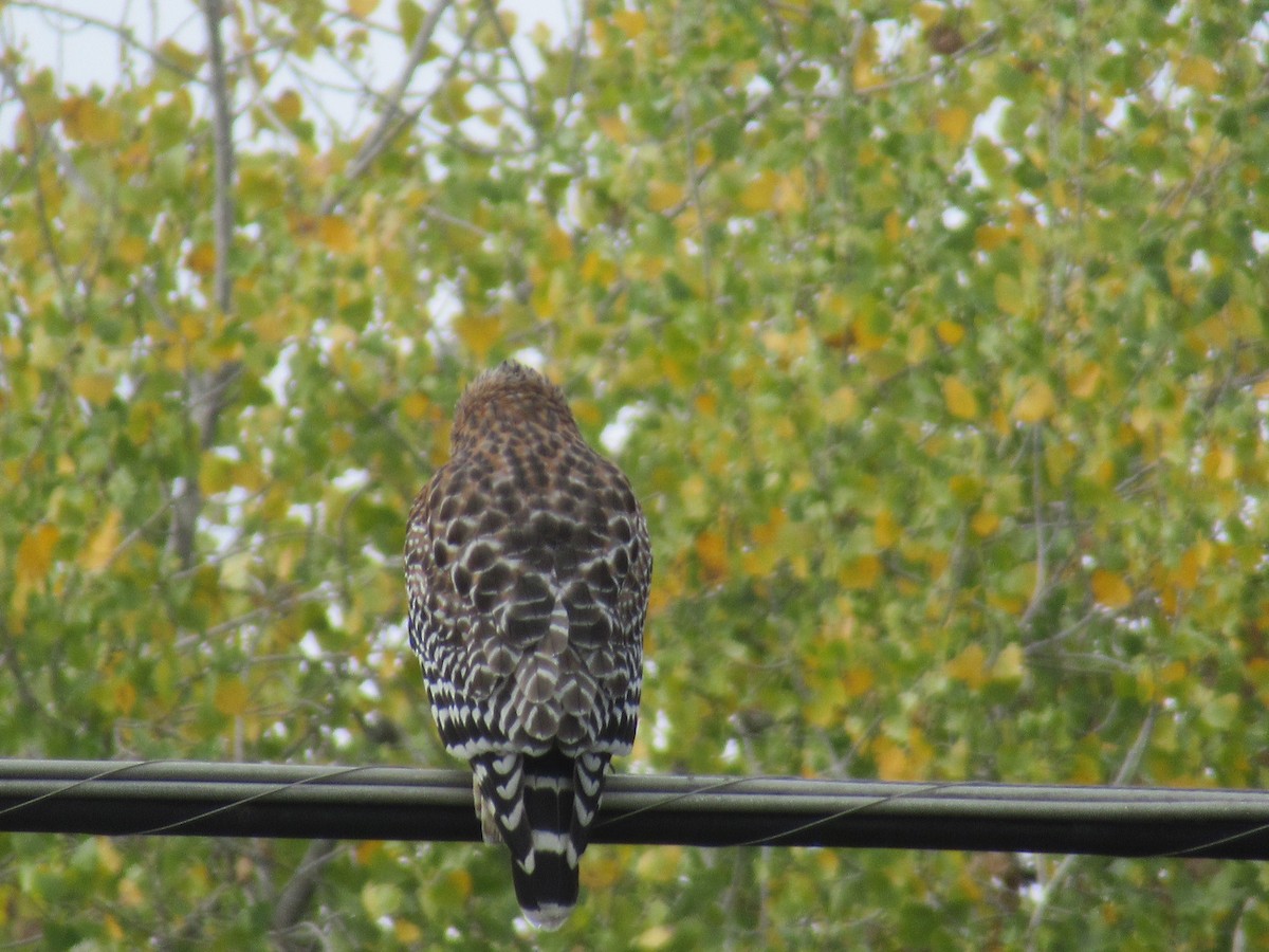 Buse à épaulettes - ML645521306