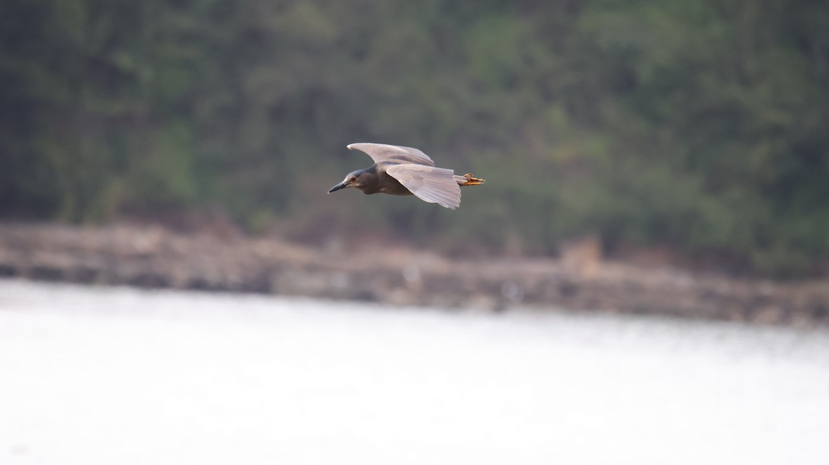 Bihoreau gris - ML645521310