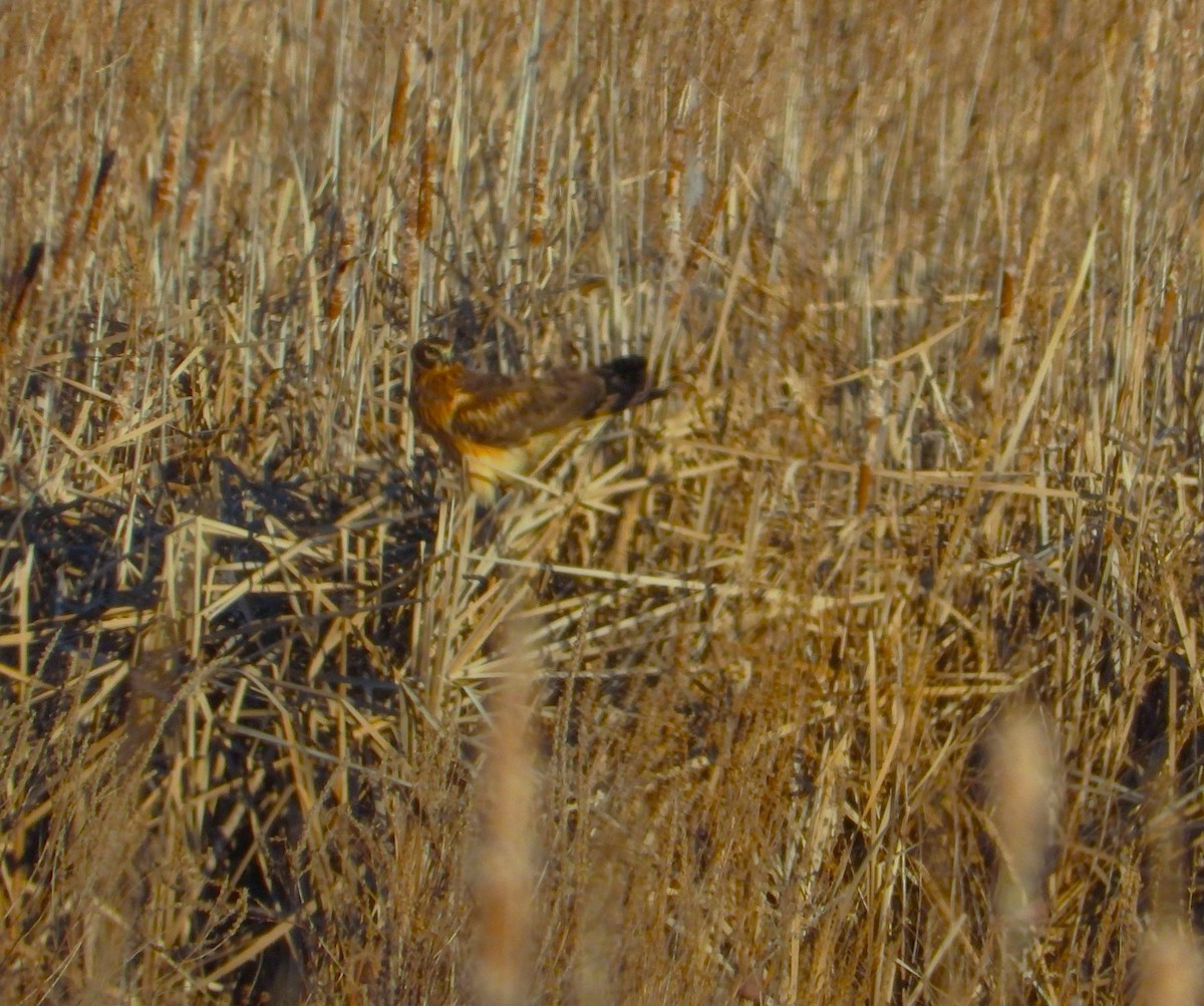 Busard des marais - ML645521315