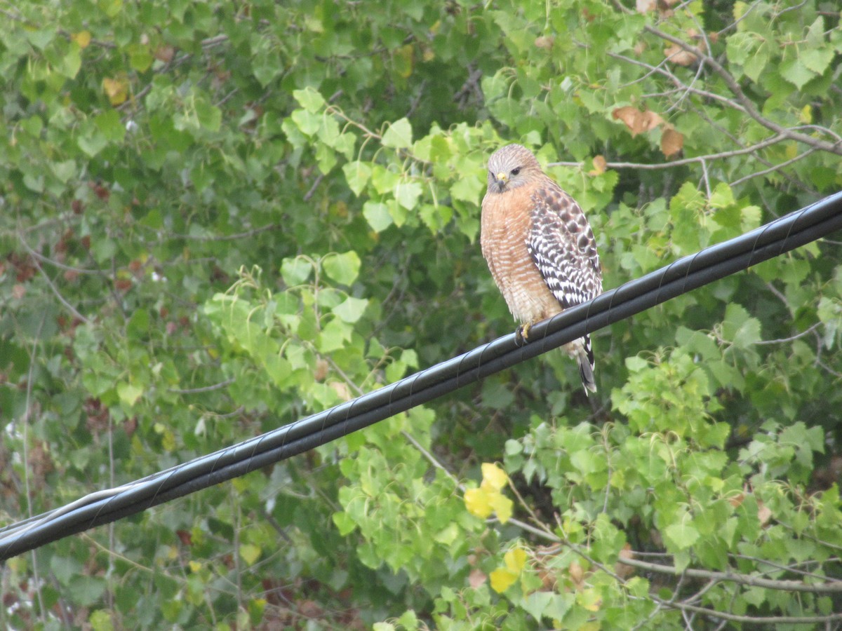 Buse à épaulettes - ML645521316