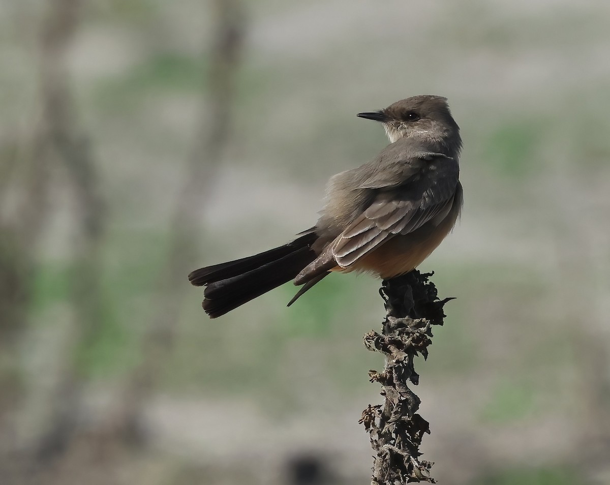 Moucherolle à ventre roux - ML645521323