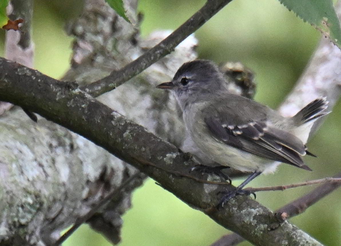 Tyranneau passegris - ML645521329