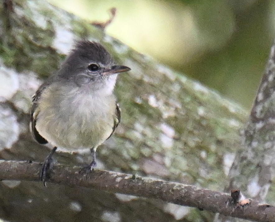 Tyranneau passegris - ML645521330