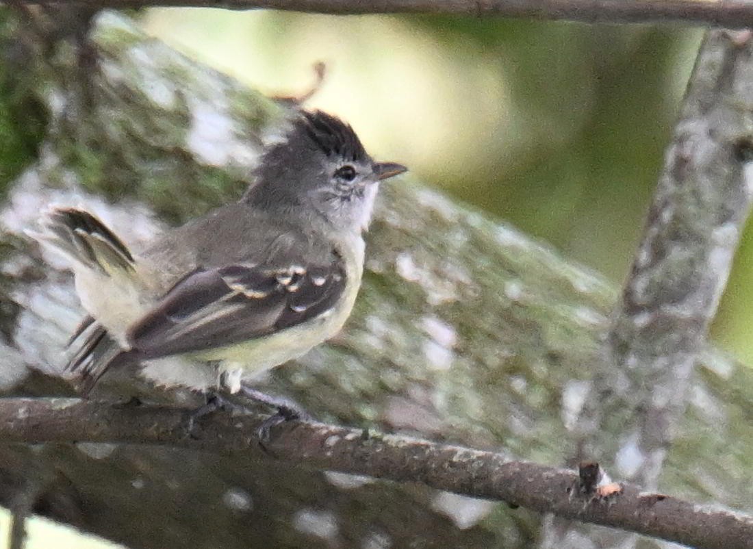 Tyranneau passegris - ML645521331