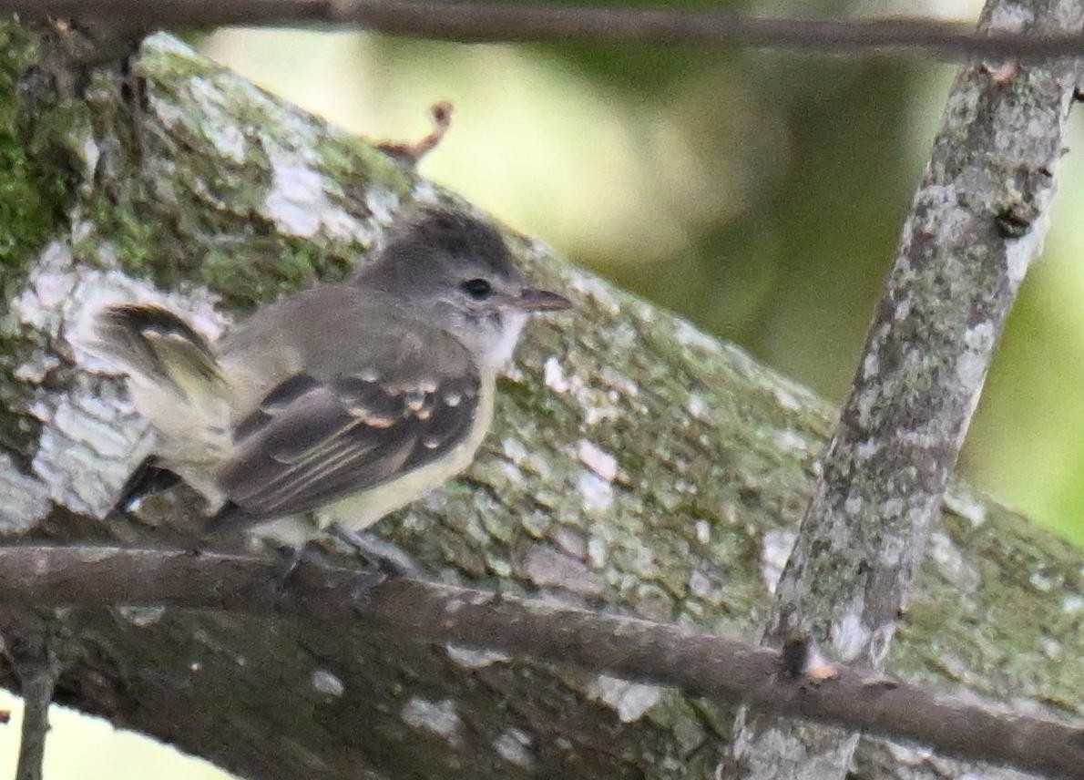 Tyranneau passegris - ML645521332