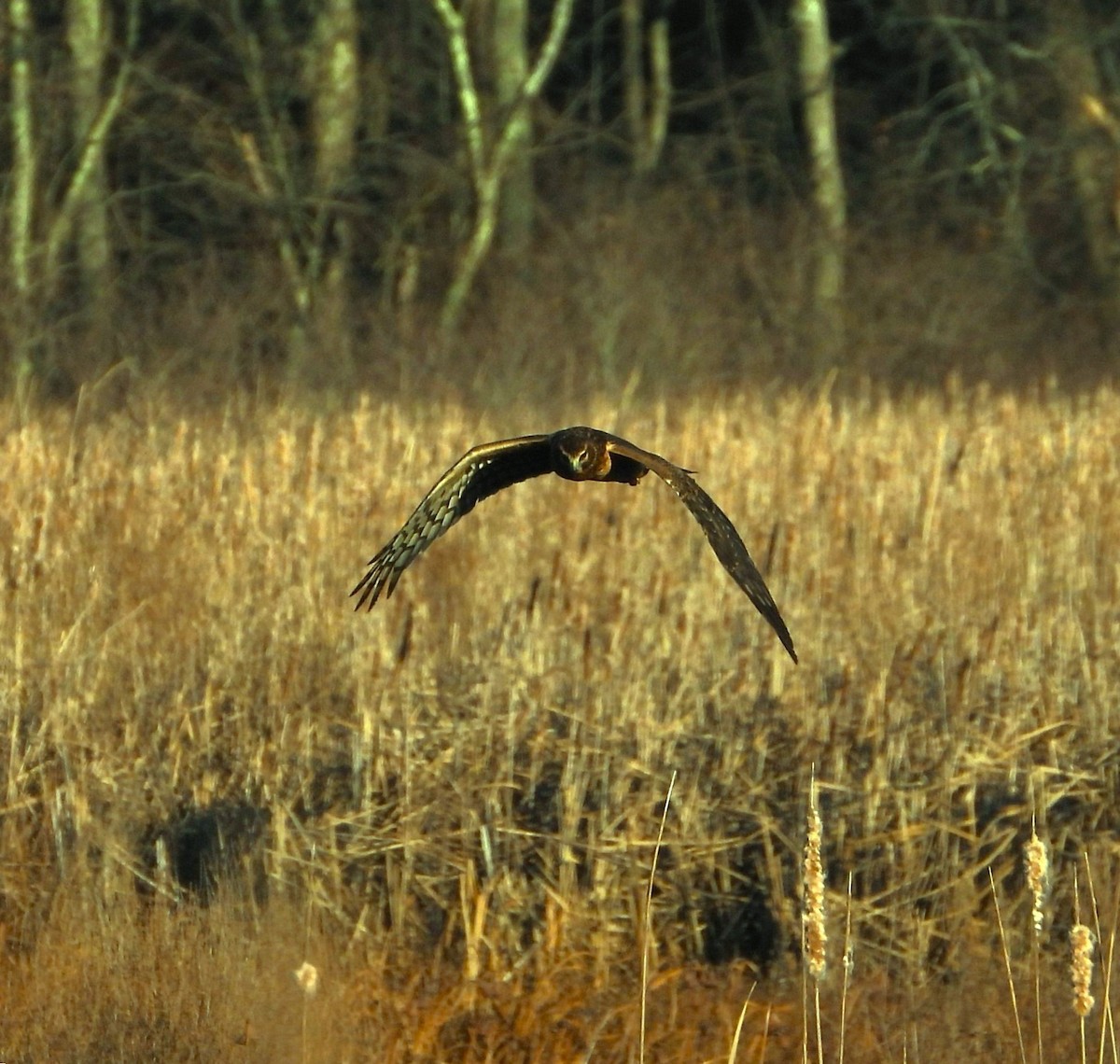 Northern Harrier - ML645521347