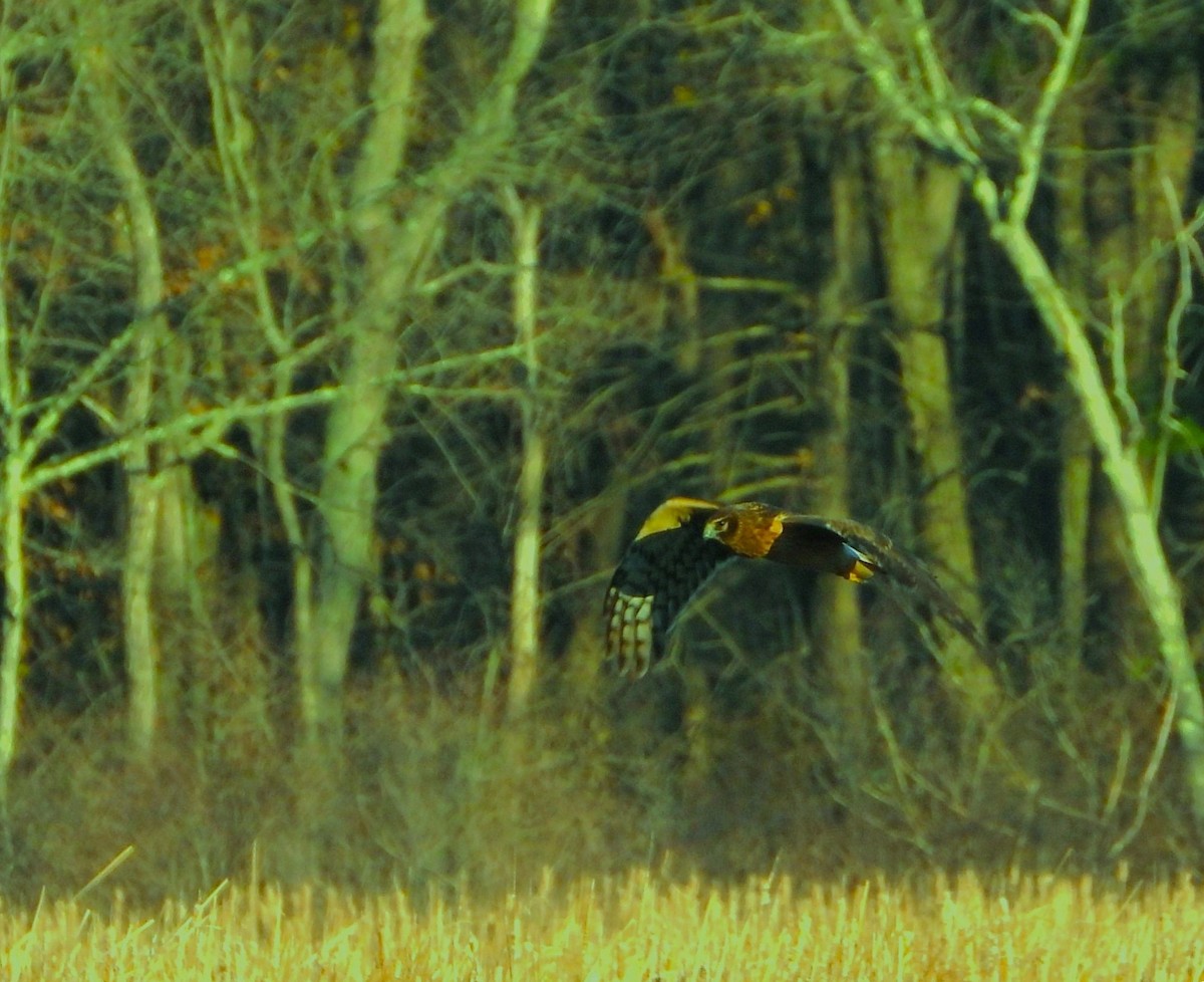 Northern Harrier - ML645521366