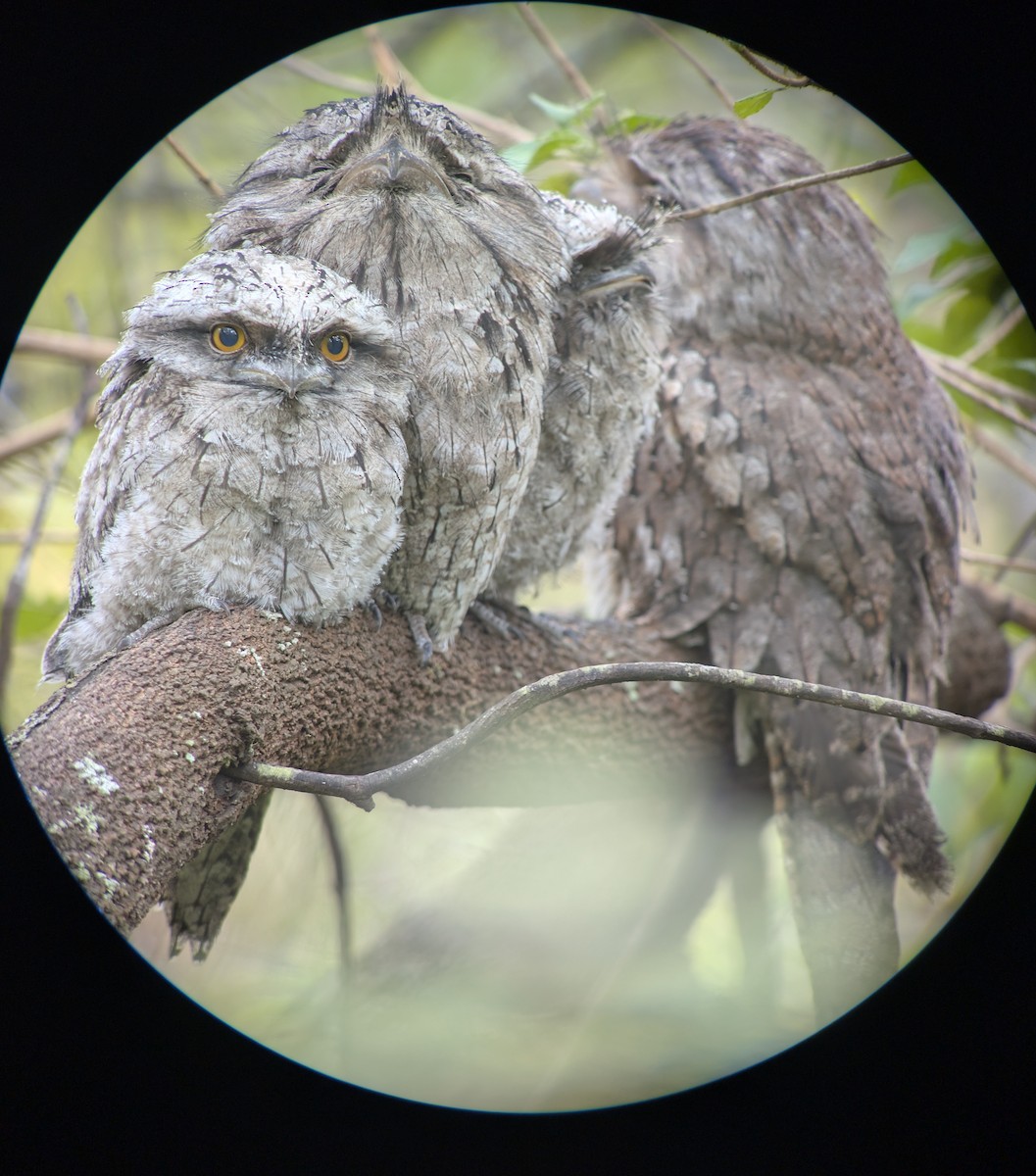 Tawny Frogmouth - ML645521375