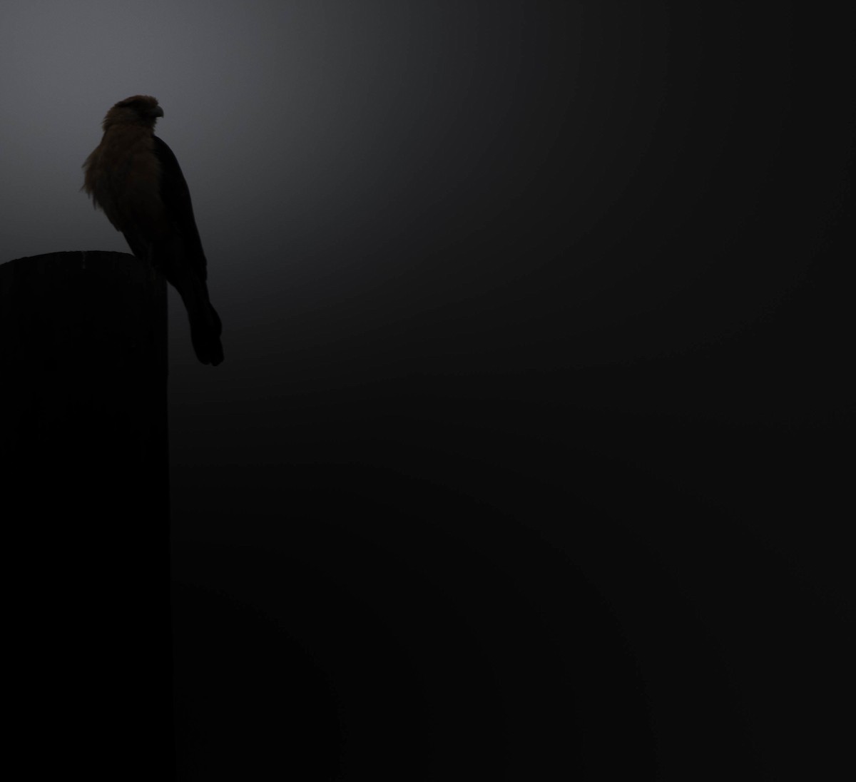 Yellow-headed Caracara - ML645521382