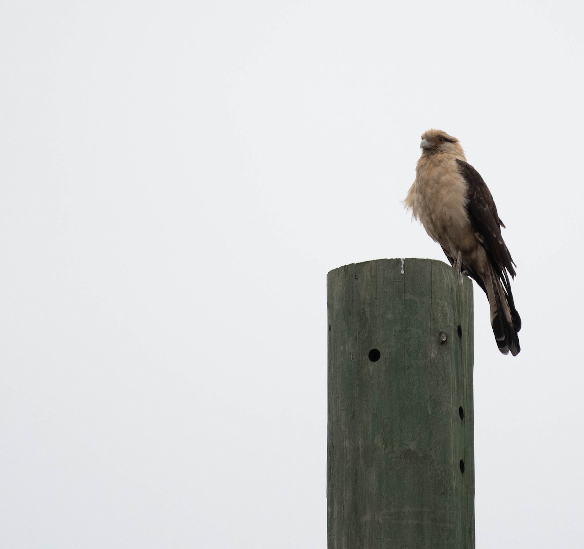 Yellow-headed Caracara - ML645521383