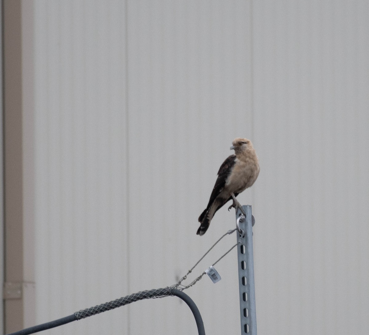 Yellow-headed Caracara - ML645521384