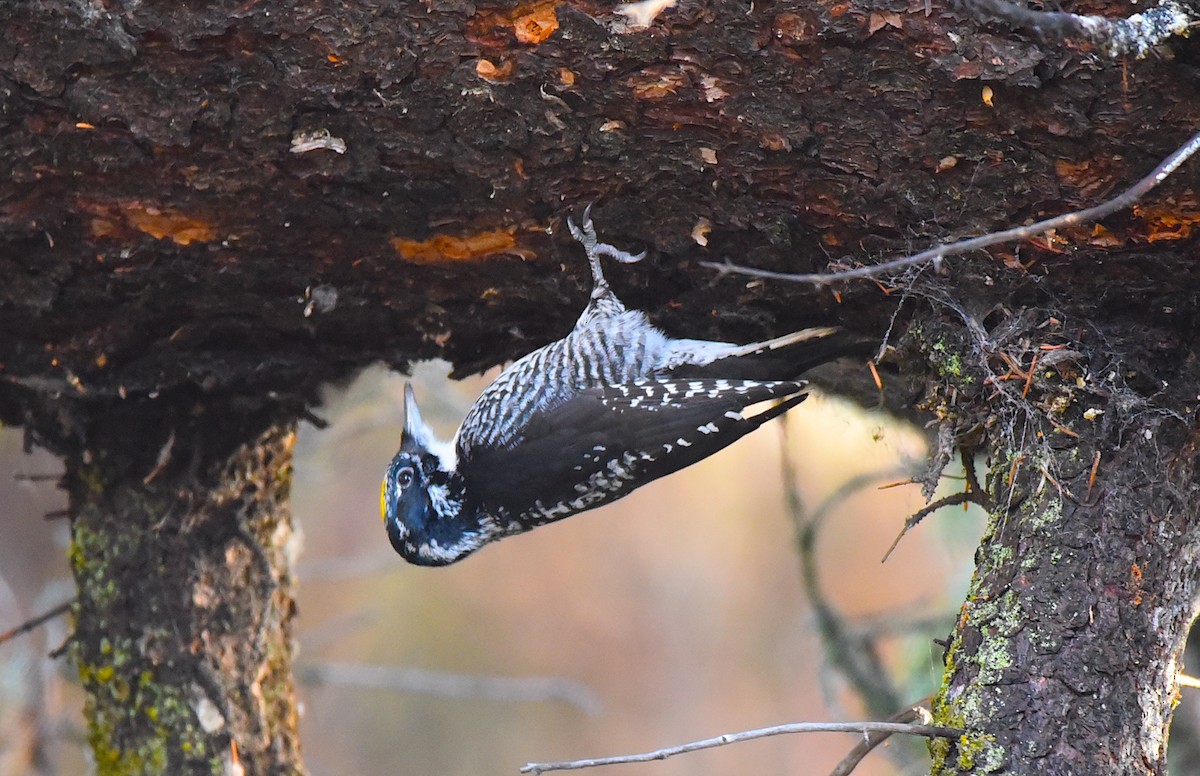 American Three-toed Woodpecker - ML645521401
