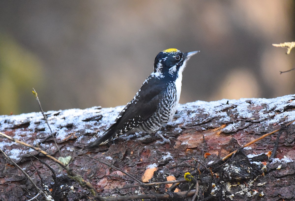 American Three-toed Woodpecker - ML645521402