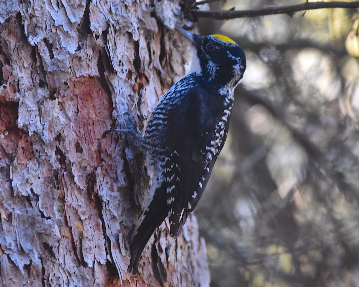American Three-toed Woodpecker - ML645521404