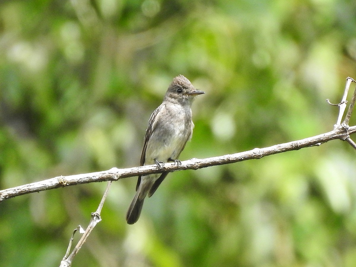 Western Wood-Pewee - ML645521405