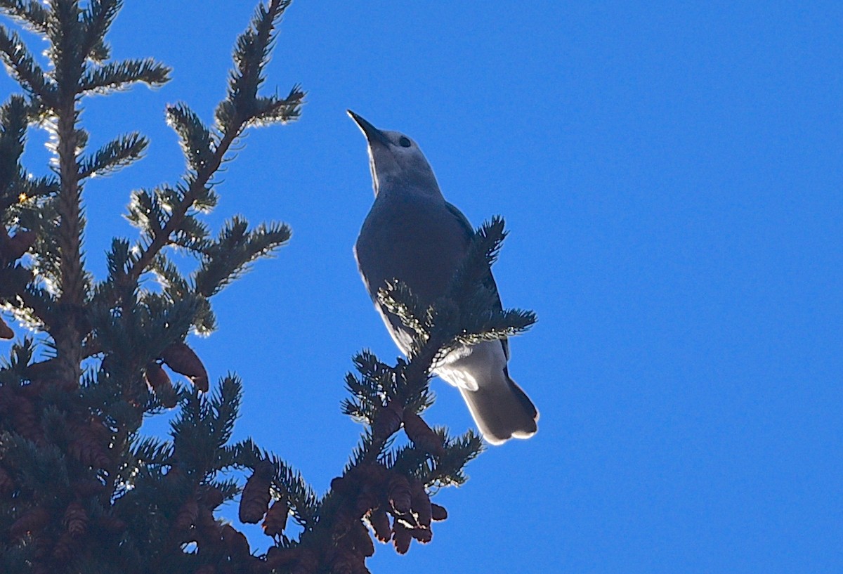 Clark's Nutcracker - ML645521418
