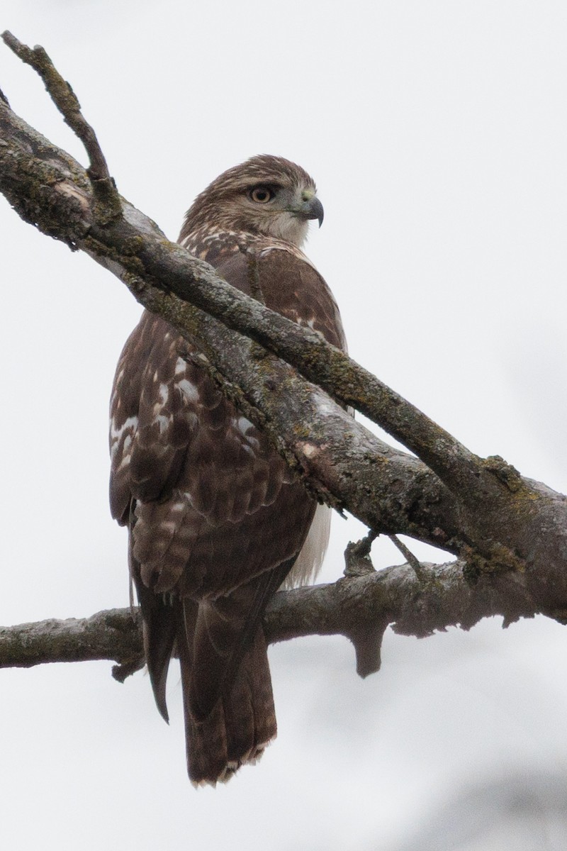 Red-tailed Hawk - ML645521421