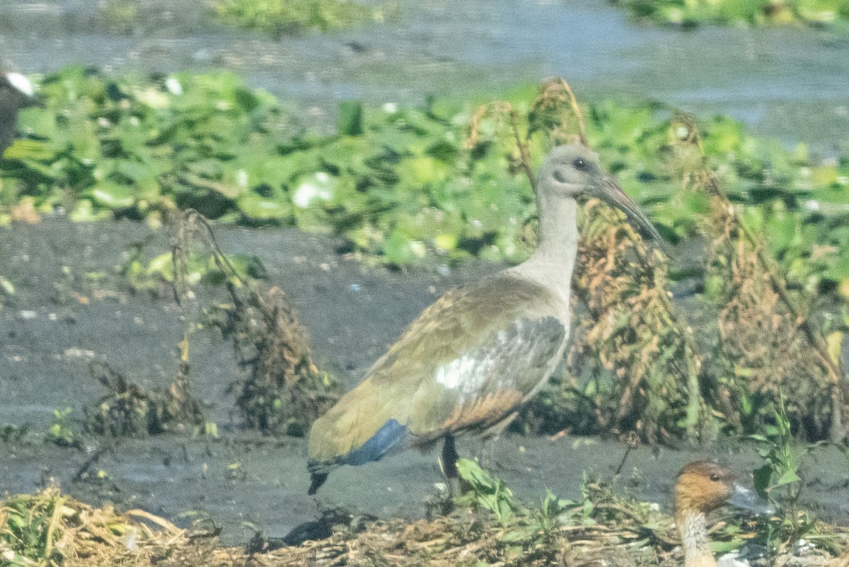 Hadada Ibis - ML645521422