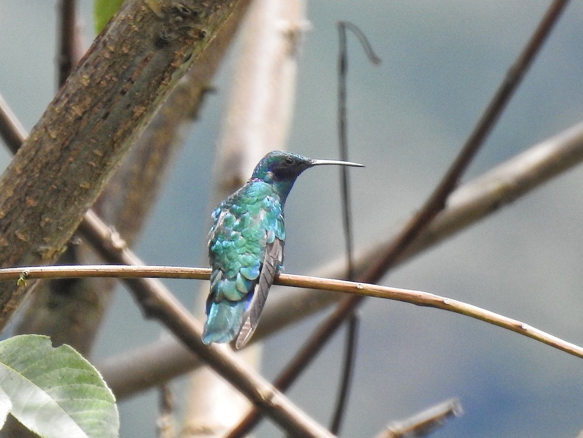 fiolørekolibri - ML645521432