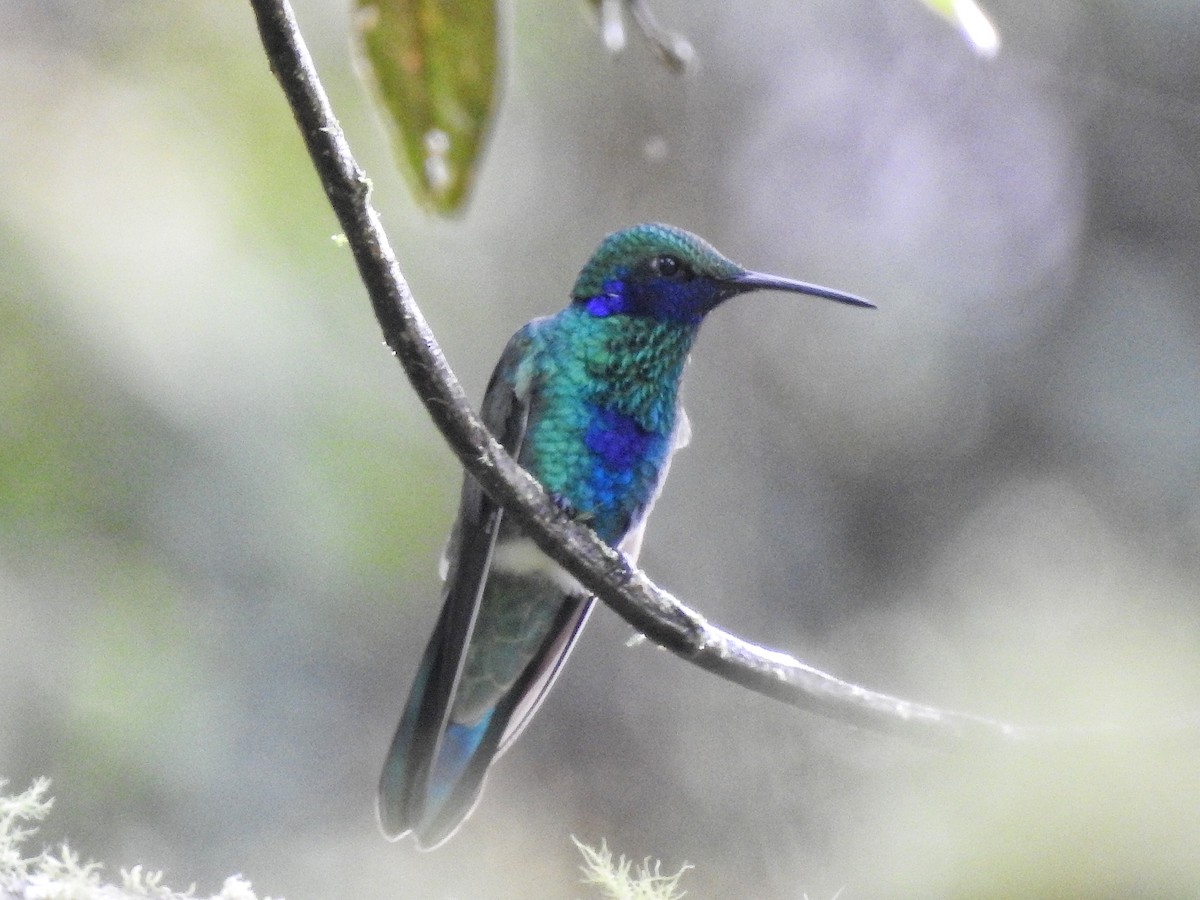 fiolørekolibri - ML645521433