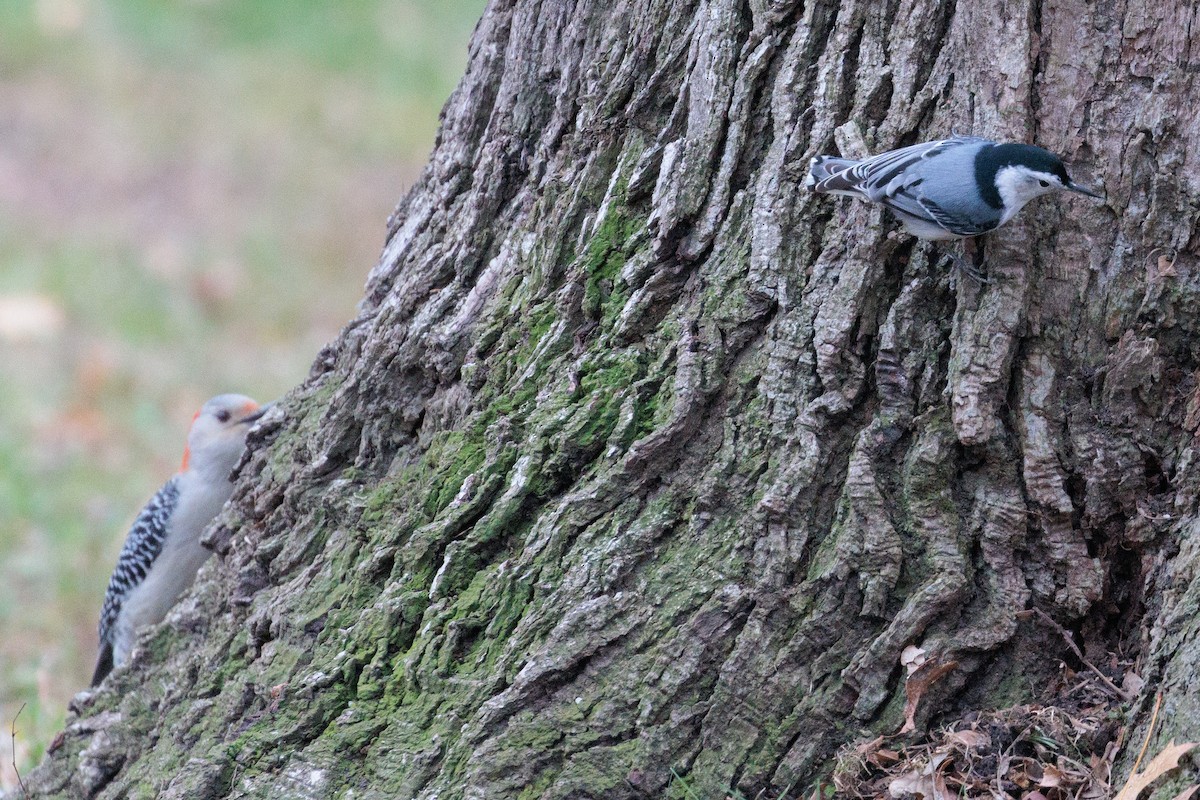 White-breasted Nuthatch - ML645521445