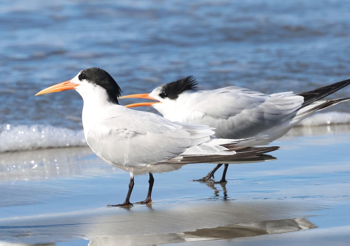 Elegant Tern - ML645521446