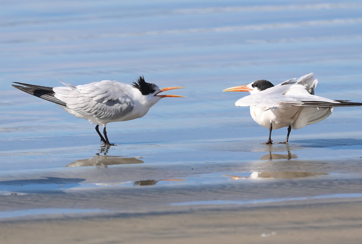 Elegant Tern - ML645521447