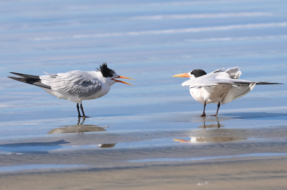 Elegant Tern - ML645521448