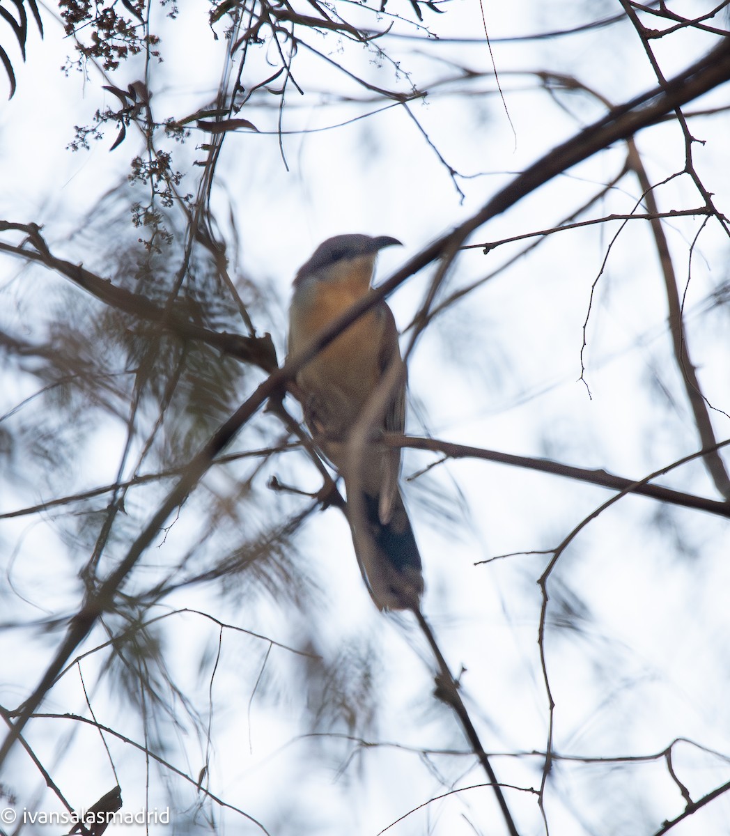 Dark-billed Cuckoo - ML645521452