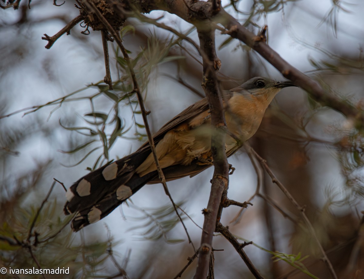 Dark-billed Cuckoo - ML645521453