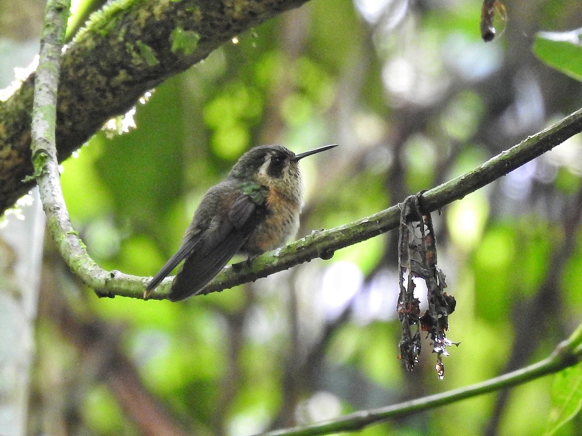 Speckled Hummingbird - ML645521454