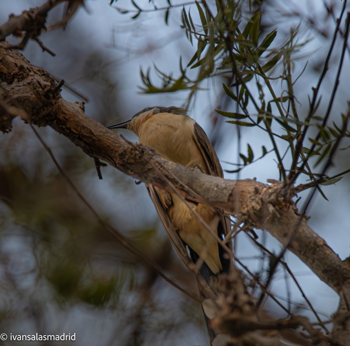 Dark-billed Cuckoo - ML645521457